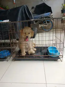 Puppy Mix Poodle usia 5 bulan