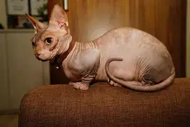 Sphynx bambino hamil