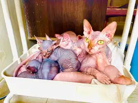 Sphynx bambino hamil