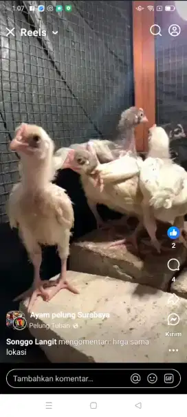 Ayam pelung 1 bulanan. Langsung saja lurrr