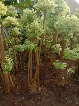Jual pohon bonsai anting putri