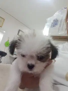 DIJUAL ANJING SHIHTZU BETINA 2BULAN