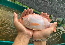Jual nila merah konsumsi fresh