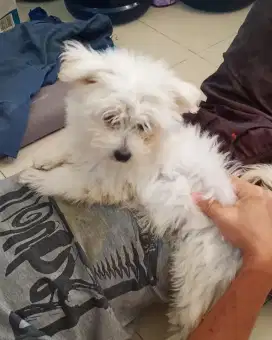 Anak Anjing Maltese Lucu Free ongkir seJawa