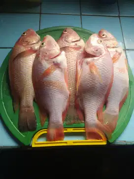 Jual Ikan Nila Merah Hidup konsumsi