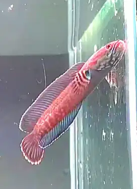 Ikan Channa Andrao gondrong bonus aquarium