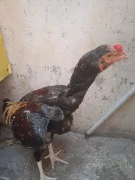 Dijual bantu teman Bangkok mngon calon ukuran 4 umur 5 bulan