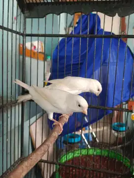 Kenari Betina Siapan