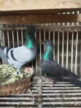 burung merpati sak pasang