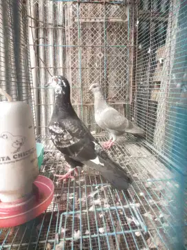 burung merpati jantan