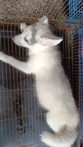 Kucing, anjing, fox