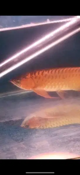 Ikan arwana bersertifikat