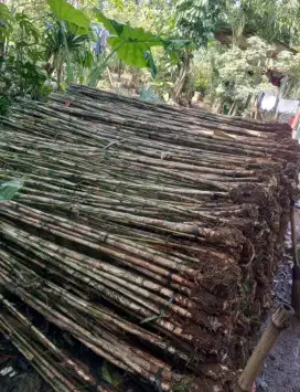 Bambu jepang hijau tinggi 220cm