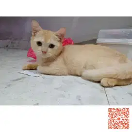 Bsh La/tuker british betina