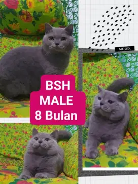 Kucing BSH Jantan Ganteng