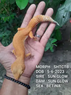 GECKO INDUKAN BETINA PROVEN SIAP KAWIN
