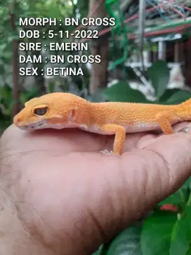 GECKO INDUKAN BETINA PROVEN SIAP KAWIN