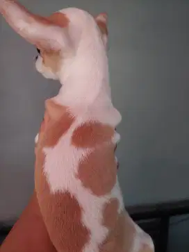 Chihuahua Jantan