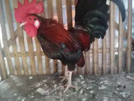 Ayam kate jantan jago pacek istimewa