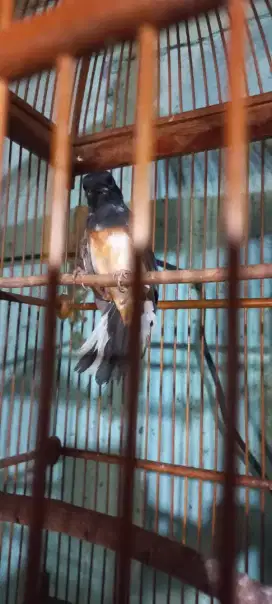 Murai betina blorok extreme
