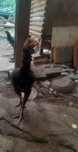 Ayam bangkok dedara nya nih