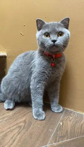 Scottish Fold x Brittish Short Hair , SINGLE FOLD 6,5 bulan (JANTAN)