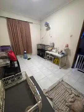 DICARI ART/KENNEL BOY MENGINAP