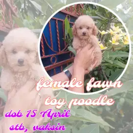 Fawn apricot toy poodle puppies jantan dan betina