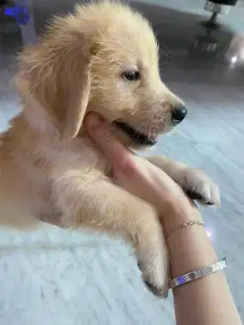 Anak Anjing Puppy Golden Retriever Stambum Surat Jantan Betina Sehat
