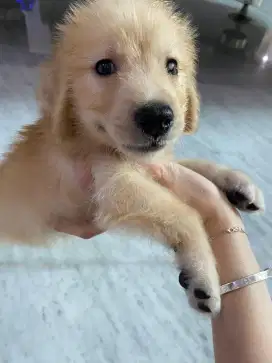 Anak Anjing Puppy Golden Retriever Stambum 1 Bulan Jantan Betina Aktif