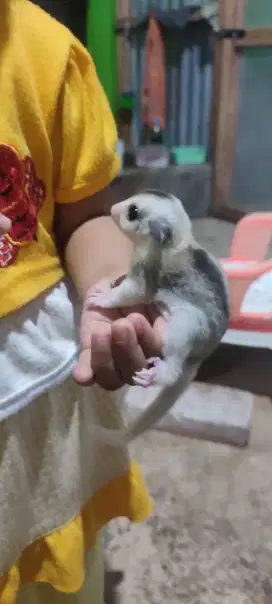 Sugar glider bukan kucing, anjing, burung, atau kandang