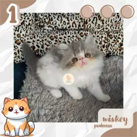 Kucing Persia Peaknose Jantan