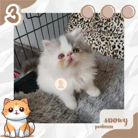 Kucing Persia Peaknose Jantan