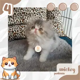 Kucing Persia Peaknose Jantan