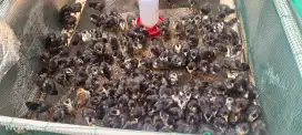 Jual ayam doc sudah umur mau 2 mnggu stok banyak 500 ekor ,