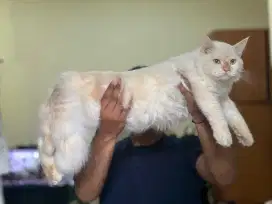 Kucing Maine Coon x Norwegian jantan