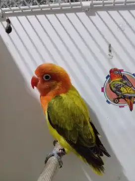 Lovebird biola euwing gold