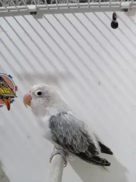 Lovebird biola euwing mouve