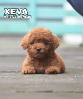 PUPPY POODLE BETINA 1