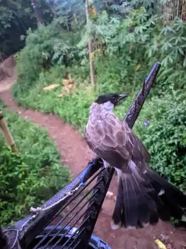 Burung kutilang