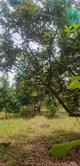 DIJUAL KEBUN BUAH