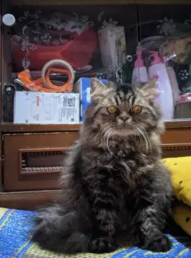 Kitten jantan flatnose mujair,