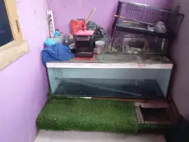 Aquarium bekas arwana