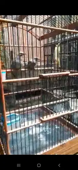 Anakan cucak rowo umur 3bulan mandiri