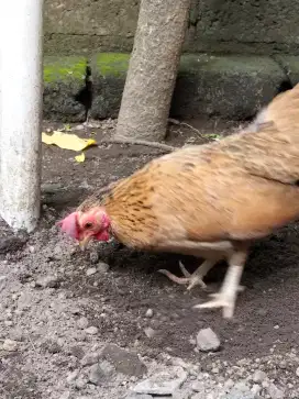 Di jual ayam kate betina