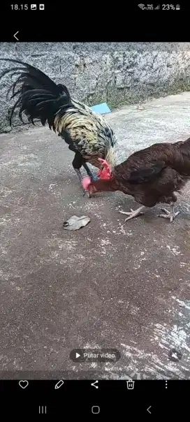 Ayam pelung super jumbo