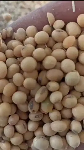 Kedelai import stock melimpah
