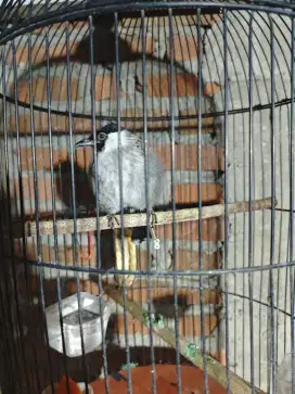 Burung kutilang