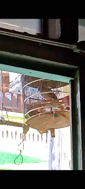 Derkuku jantan kuk dua paten asli alam bodi big
