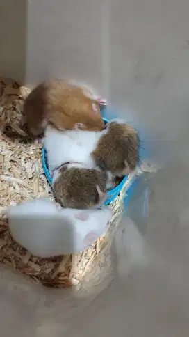 Hamster berbagai varian dan ukuran